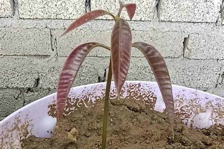 芒果芽栽种注意事项