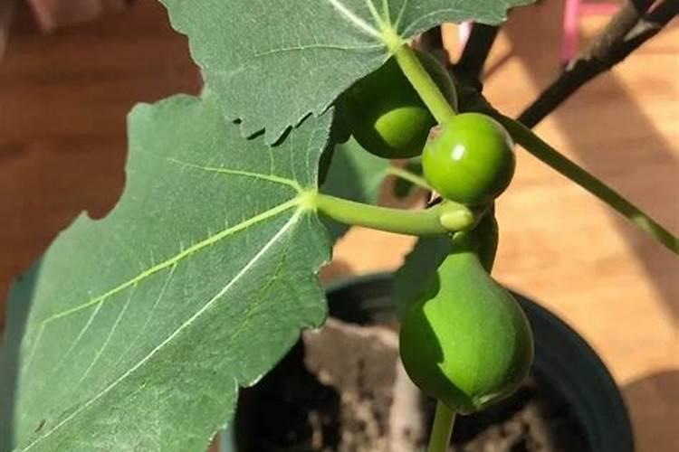 无花果施什么肥好