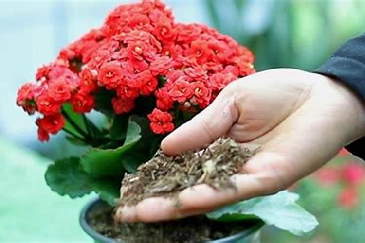 长寿花什么时候施化肥 怎么施肥最好