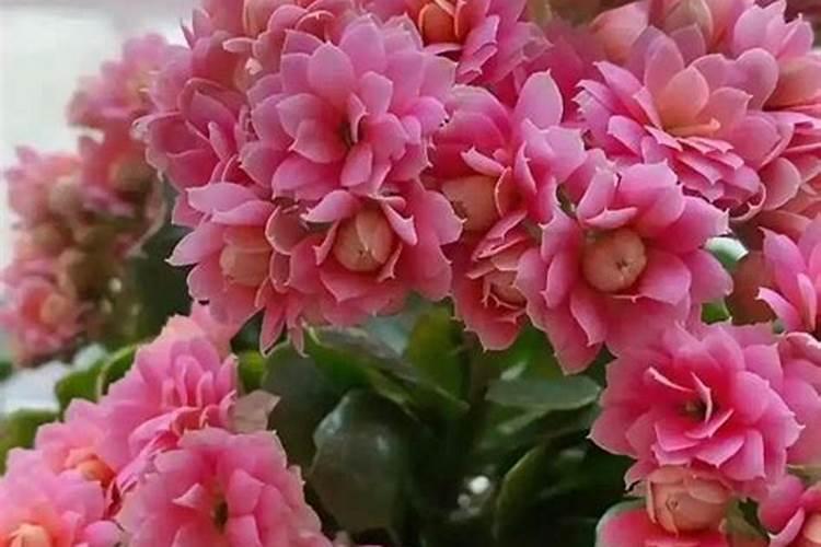 长寿花什么季节施肥最好 施肥多少合适
