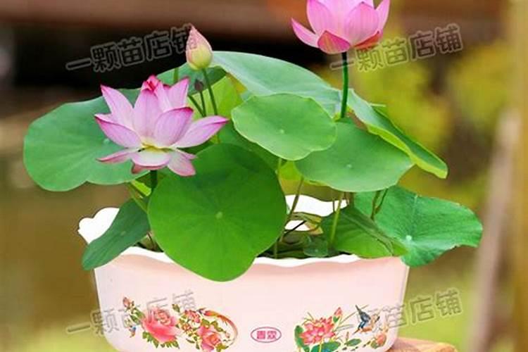 金正大的水溶肥,可以喷莲子吗。应该用多少克一百斤水