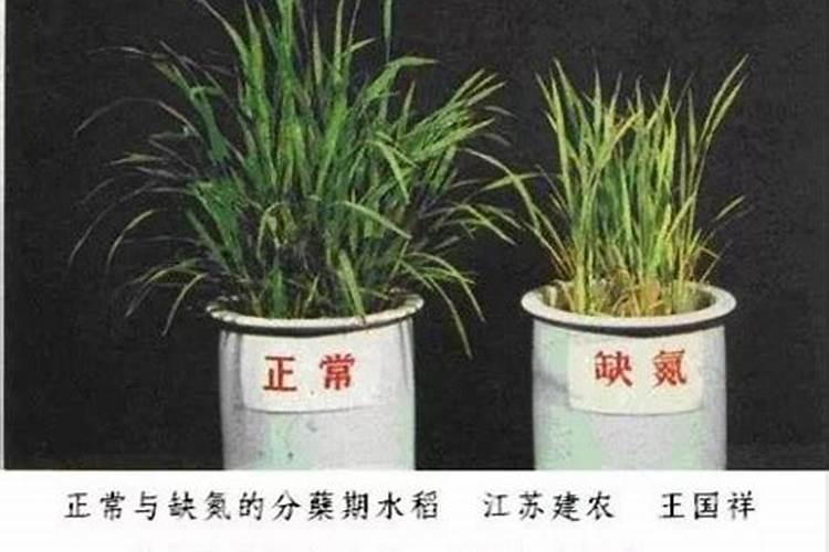 什么是磷钾肥