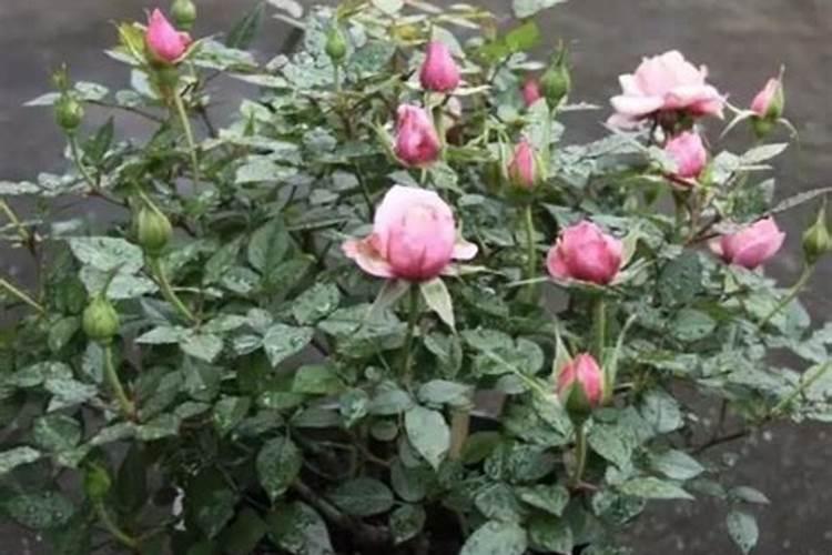 月季花施肥方法怎样给月季花施肥