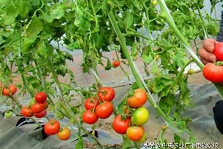 西红柿使用什么肥料最好？
