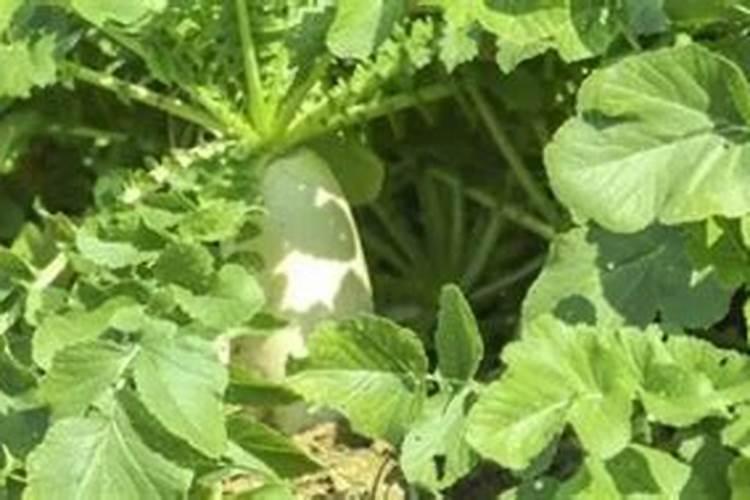 萝卜怎样浇水施肥能高产？