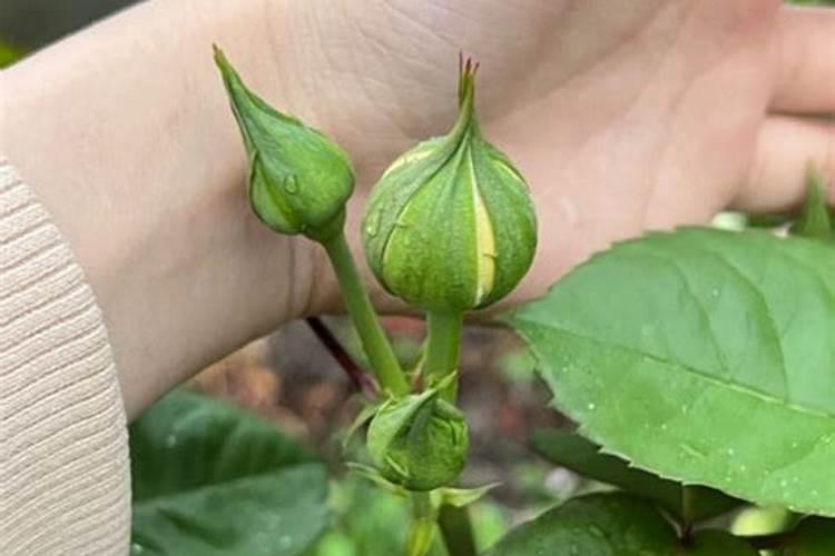 月季花苞多久施肥