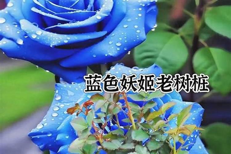 玫瑰花想要喷叶面肥,用什么好？