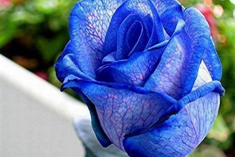 玫瑰花想要喷叶面肥,用什么好？