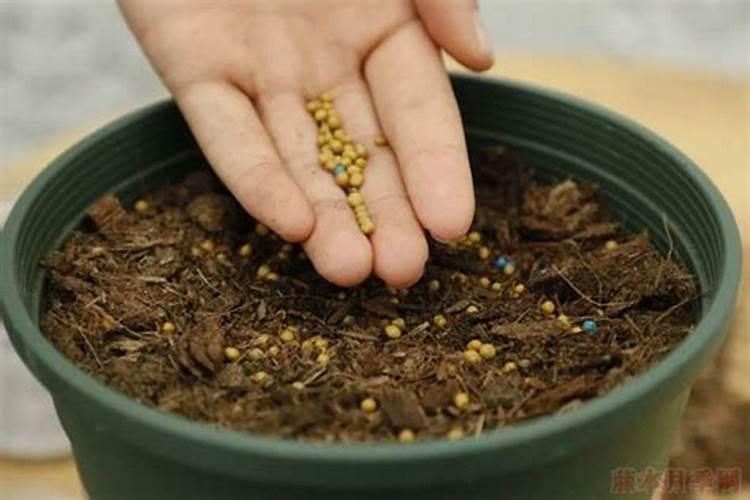 水溶肥价格多少钱一吨 如何选购优质的水溶肥料