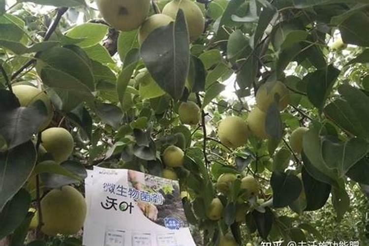 梨树管理与施肥技术 不同时期梨树应施什么肥