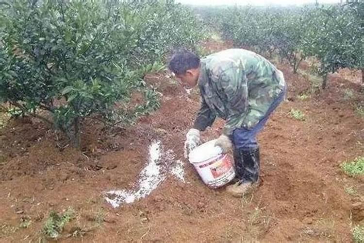 脐橙施冬肥应不应该下化肥