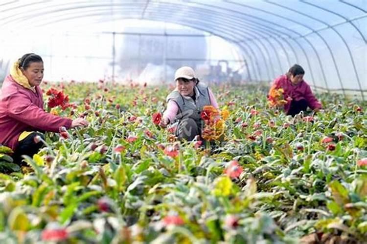水溶肥是什么肥料 水溶性肥料的优缺点有哪些