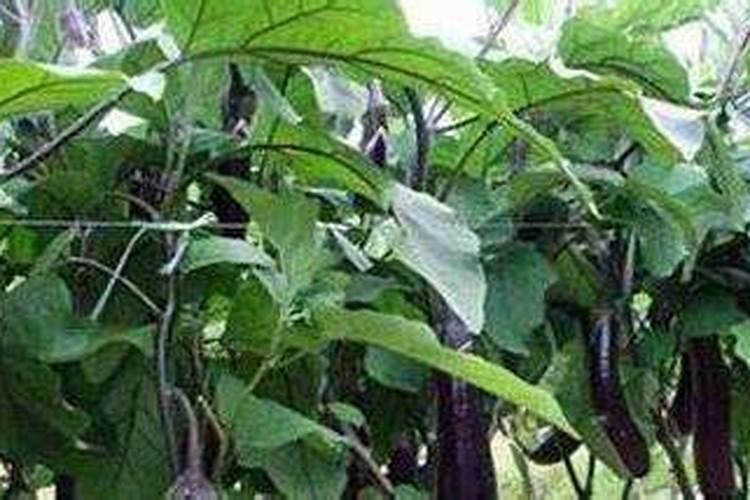 茄子僵果着色不良什么原因