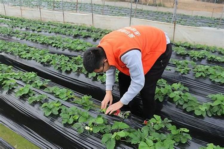 什么肥能让植物根茎粗壮