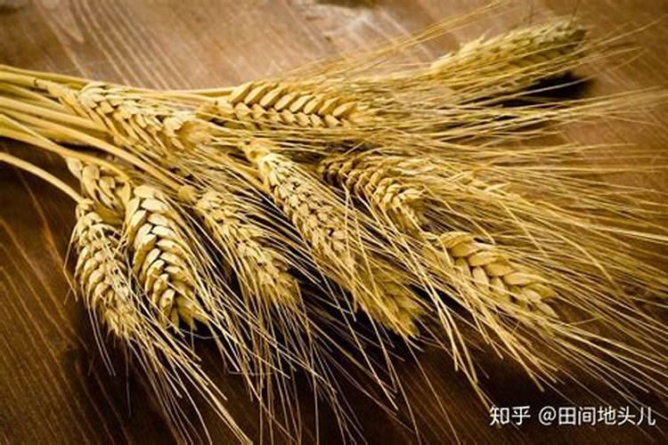 小麦叶面肥哪个好