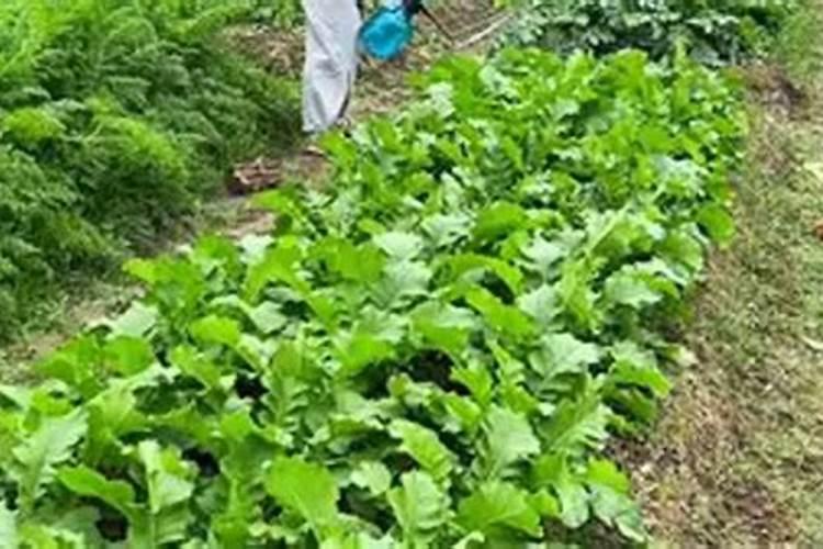 防止萝卜空心的几种方法