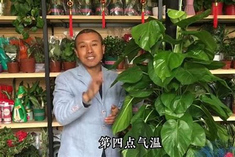 春天养花必备的肥料