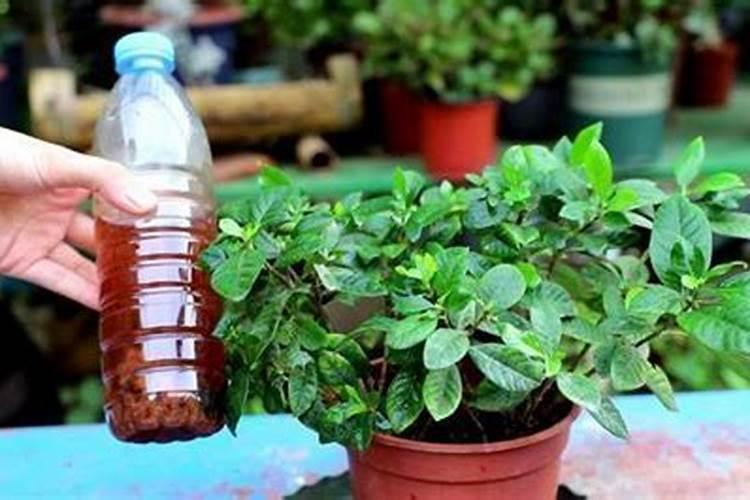 促进开花结果施什么肥