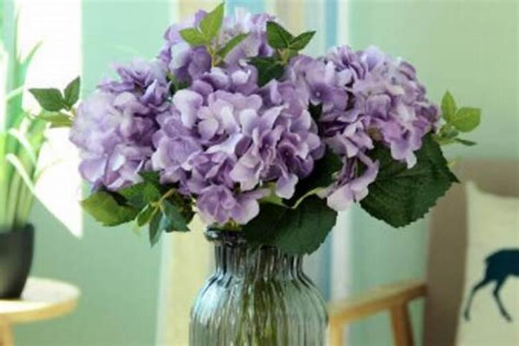 绣球花怎么水培生根方法是什么