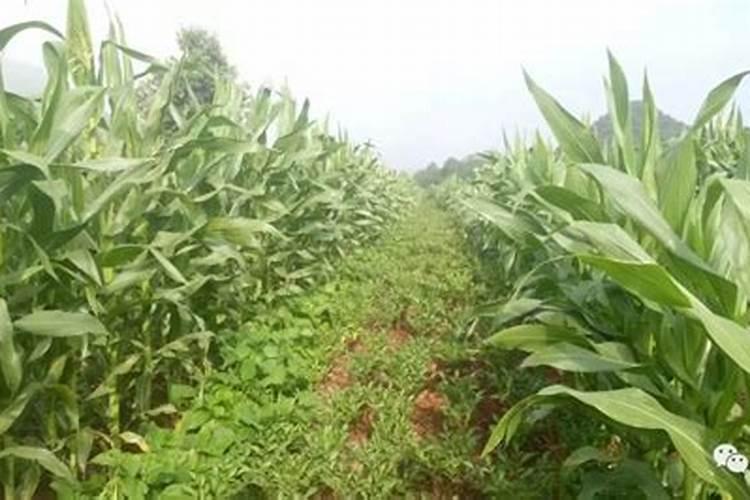 种魔芋用什么肥料
