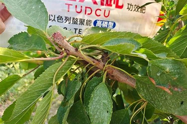 大樱桃花前施不含磷的复合肥可以吗？