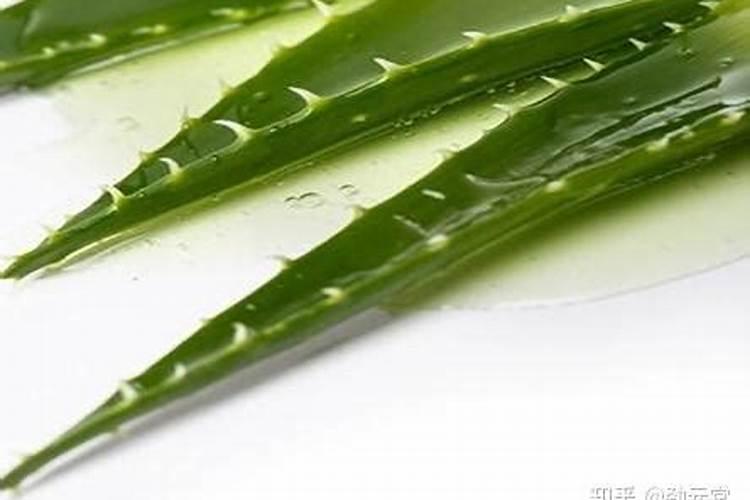 芦荟植物怎么养肥料(芦荟植物怎么养肥料？揭秘芦荟养护与施肥技巧...