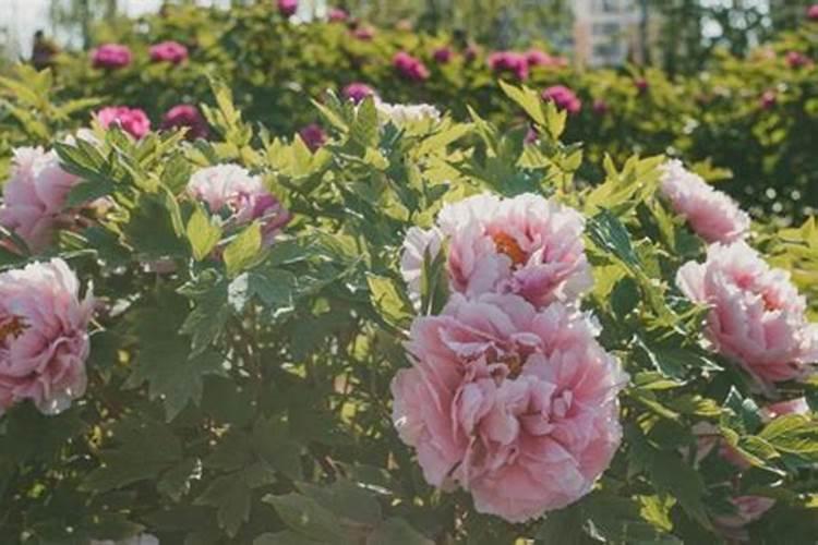 牡丹怎么施肥(地栽牡丹施肥时间和方法是怎么样的？)