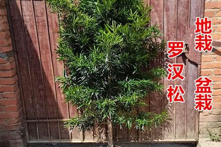 绿化树什么时候施肥合适 给绿化树施肥的时间
