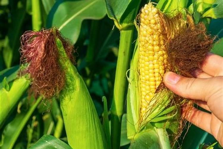 玉米施加钙肥的最佳时间 什么时候使用合适