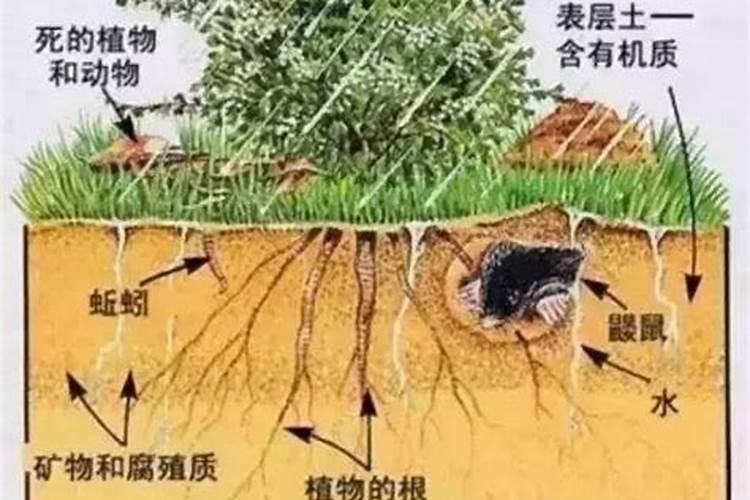 氮肥不兑水,直接埋土里行吗