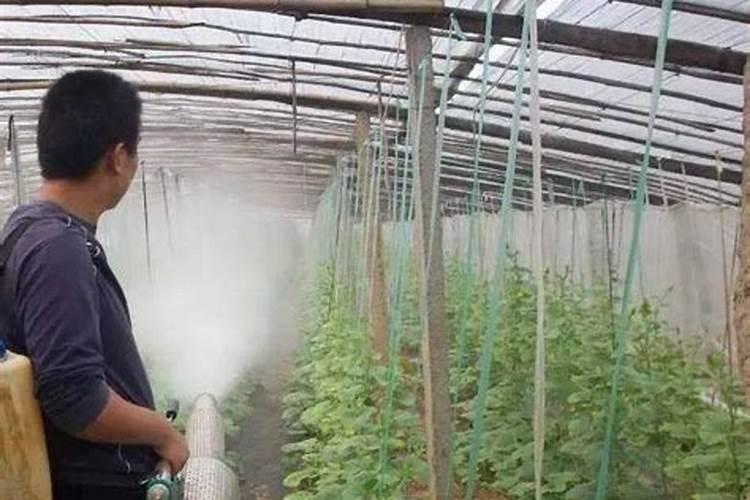 水稻扬花期打药,对水稻高产有重要意义,此时需要注意些什么？