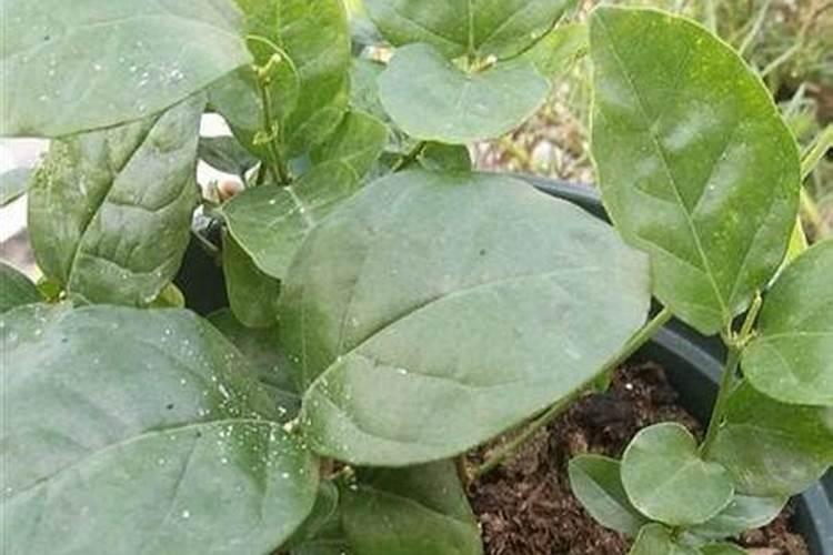 茉莉开花时能施肥吗