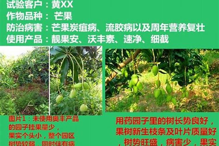 提高芒果树产量的追肥技巧有哪些