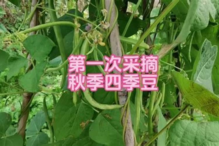 四季豆喷什么叶面肥好
