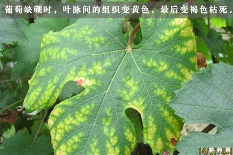 葡萄缺硼会出现哪些症状？