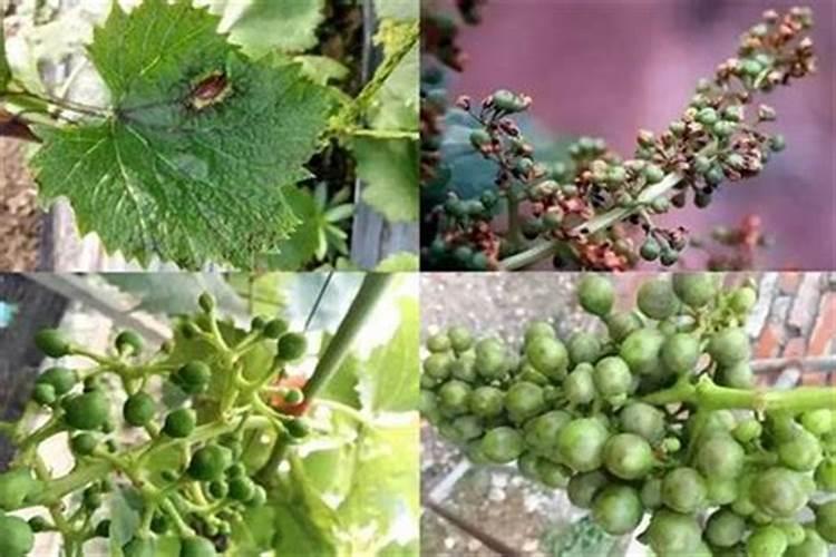 硼砂施多了作物有什么害处？