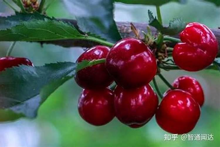 大樱桃树移栽后的管理