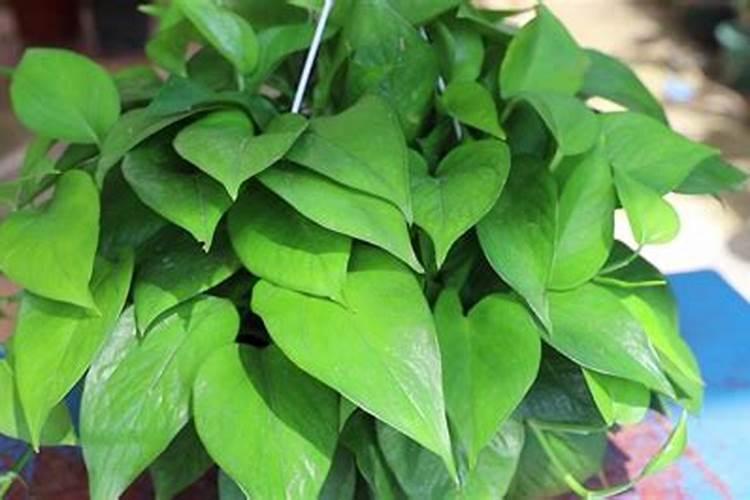 什么肥料能使叶子黑绿、用什么肥叶片发厚发绿