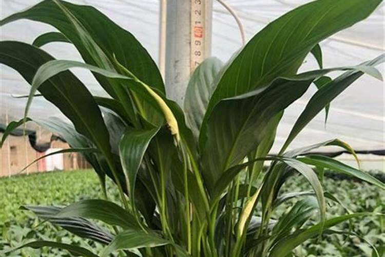 黄瓜叶片如何变绿变厚？