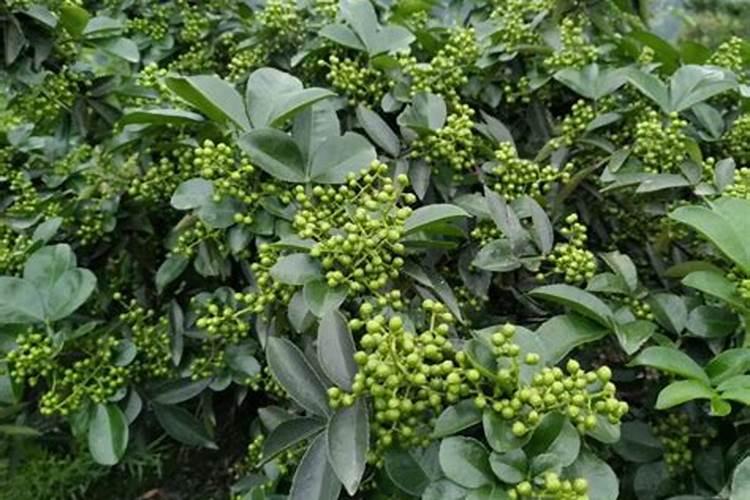花椒树用什么肥料好