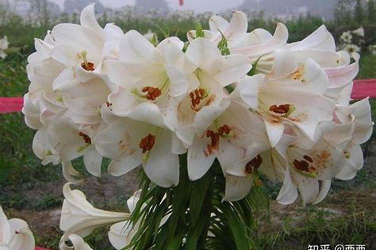 龙牙百合树腐烂倒塌了,得什么病了？该用什么药？怎么办？谢谢