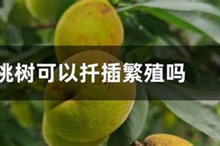 鱼蛋白对农作物的作用