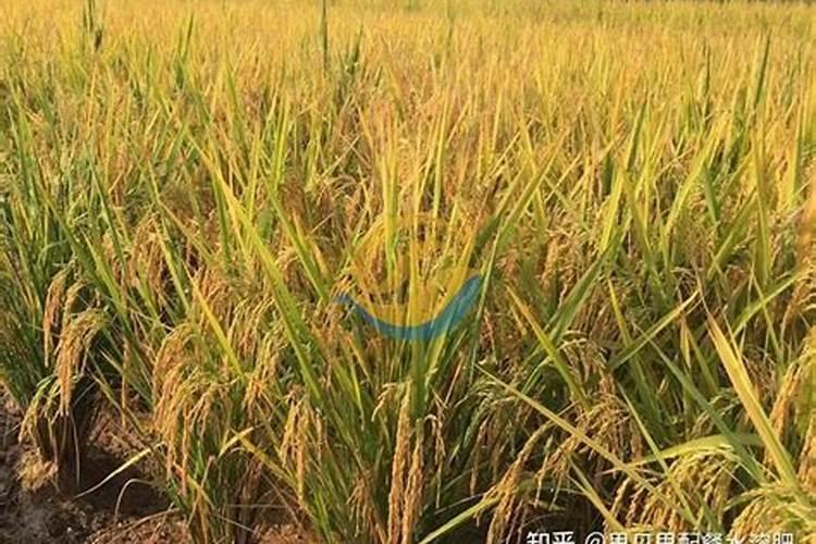 中国最好的硅肥生产企业有哪些？推荐几家,我想代理硅肥