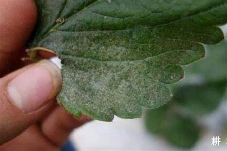 红蜘蛛危害后叶片后怎么恢复植物？