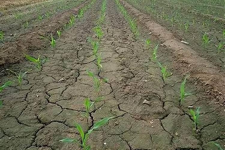 一亩地玉米究竟要施多少化肥