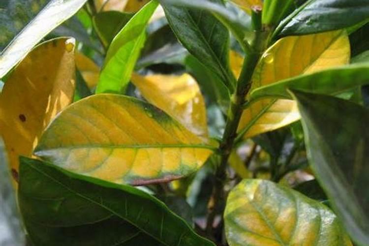 栀子花各种黄叶症状的鉴别