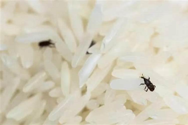 请教根结线虫怎么治？