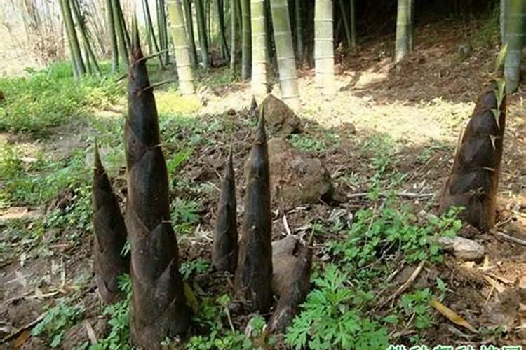 香蕉水肥一体化栽种方法研究