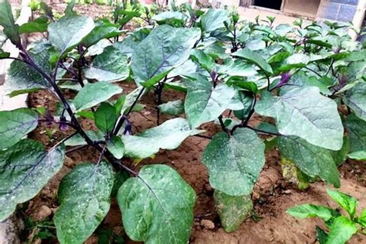 种茄子用什么肥料比较好？