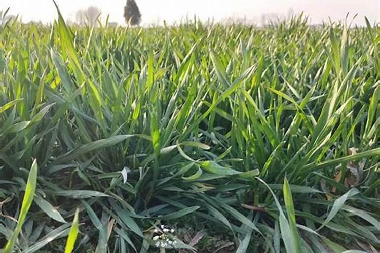 小麦种植施什么样的肥？小麦施肥用法用量如何？